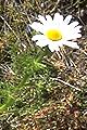 page on Tripleurospermum maritimum, Sea Mayweed on Iceland