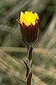 page on Tussilago farfara, Colt's-Foot on Iceland