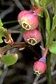 Thmbn Vaccinium myrtillus