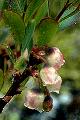 Thmbn Vaccinium uliginosum